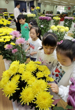 문화축제(국화전시회).jpg